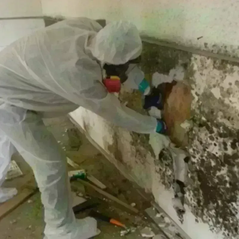 Mold Remediation and Removal in New London, OH